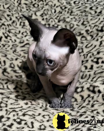Barenakedsphynx Picture 2